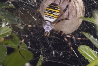 L'Argiope frelon ou Argiope fascie. Une femelle surveillant son cocon (Araneae - Araneidae - Argiope bruennichi)